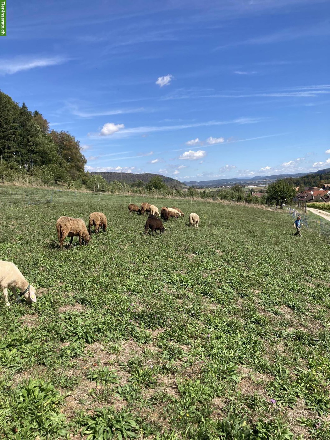 Engadiner Bergschaf Widder zu verkaufen