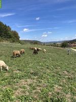 Engadiner Bergschaf Widder zu verkaufen
