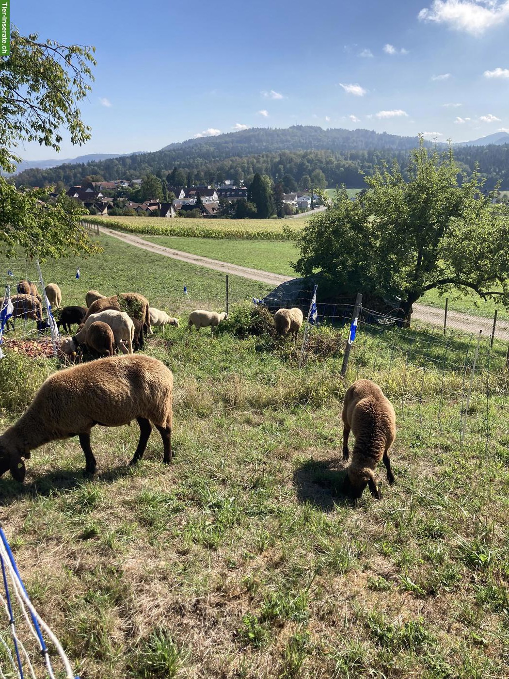 Bild 4: Engadiner Bergschaf Widder zu verkaufen