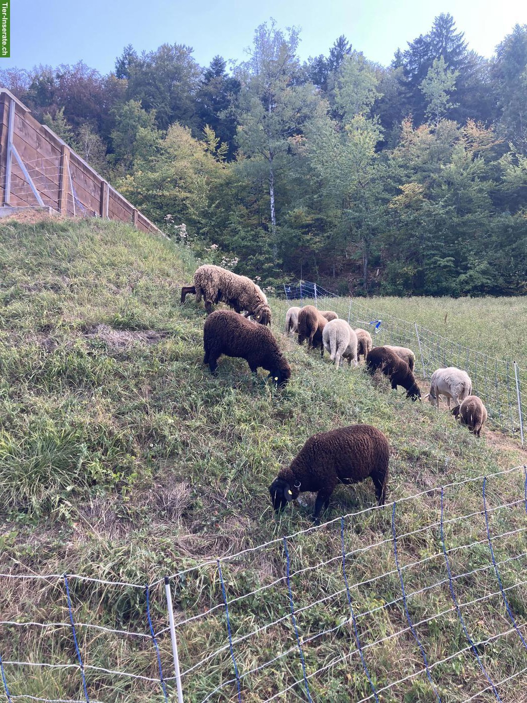 Bild 5: Engadiner Bergschaf Widder zu verkaufen