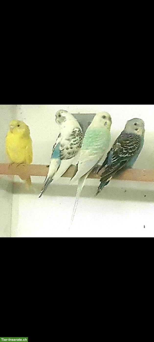 Bild 6: Wellensittiche zu verkaufen