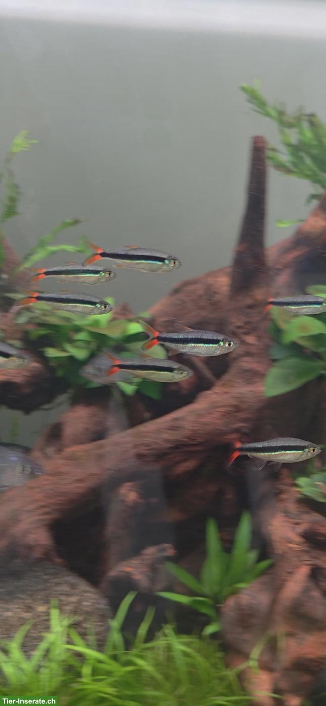 Rotschwanz Schrägschwimmer (Thayeria sp. Red Tails)