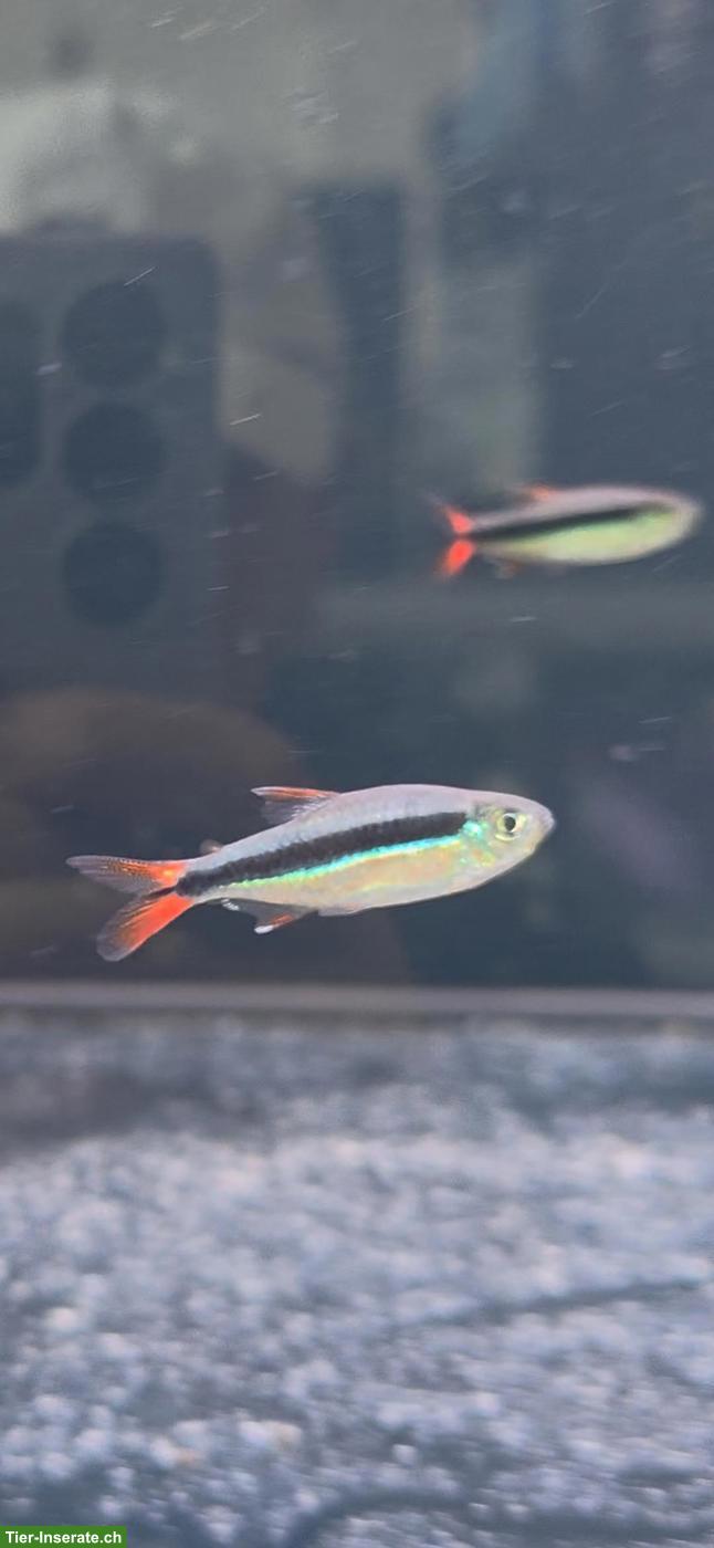 Bild 2: Rotschwanz Schrägschwimmer (Thayeria sp. Red Tails)