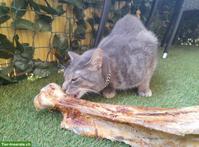 1-jähriger Kater, grau-getigert