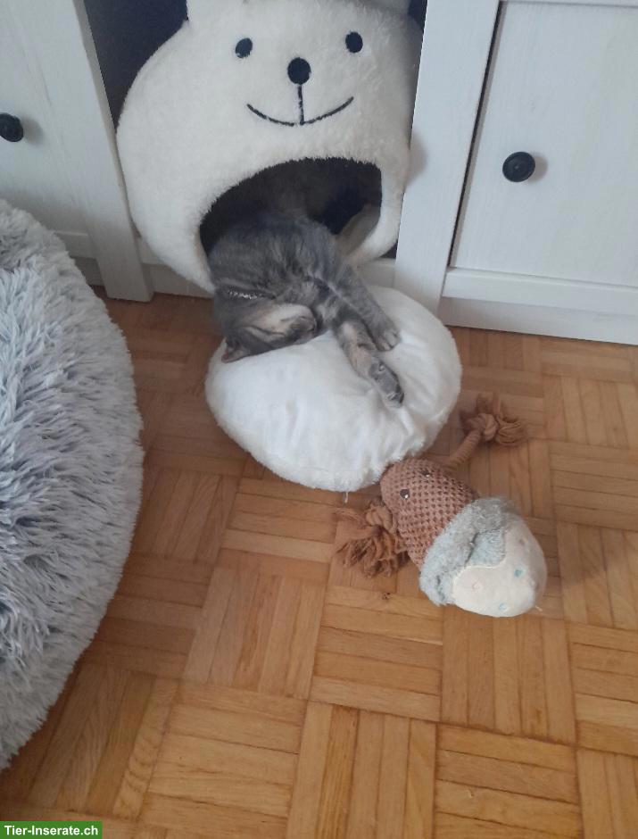 Bild 2: 1-jähriger Kater, grau-getigert