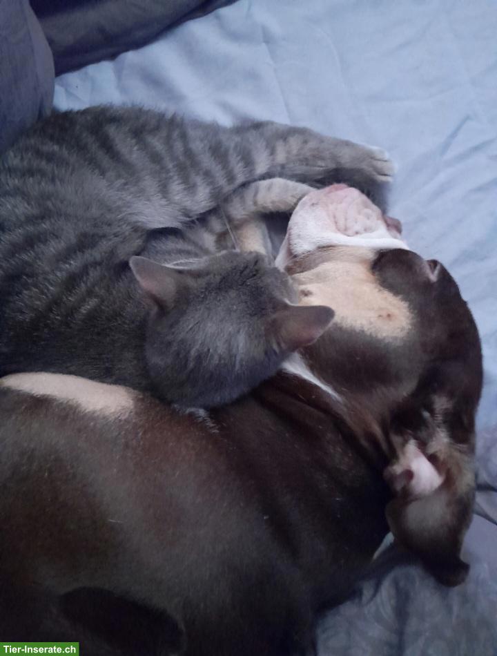 Bild 4: 1-jähriger Kater, grau-getigert