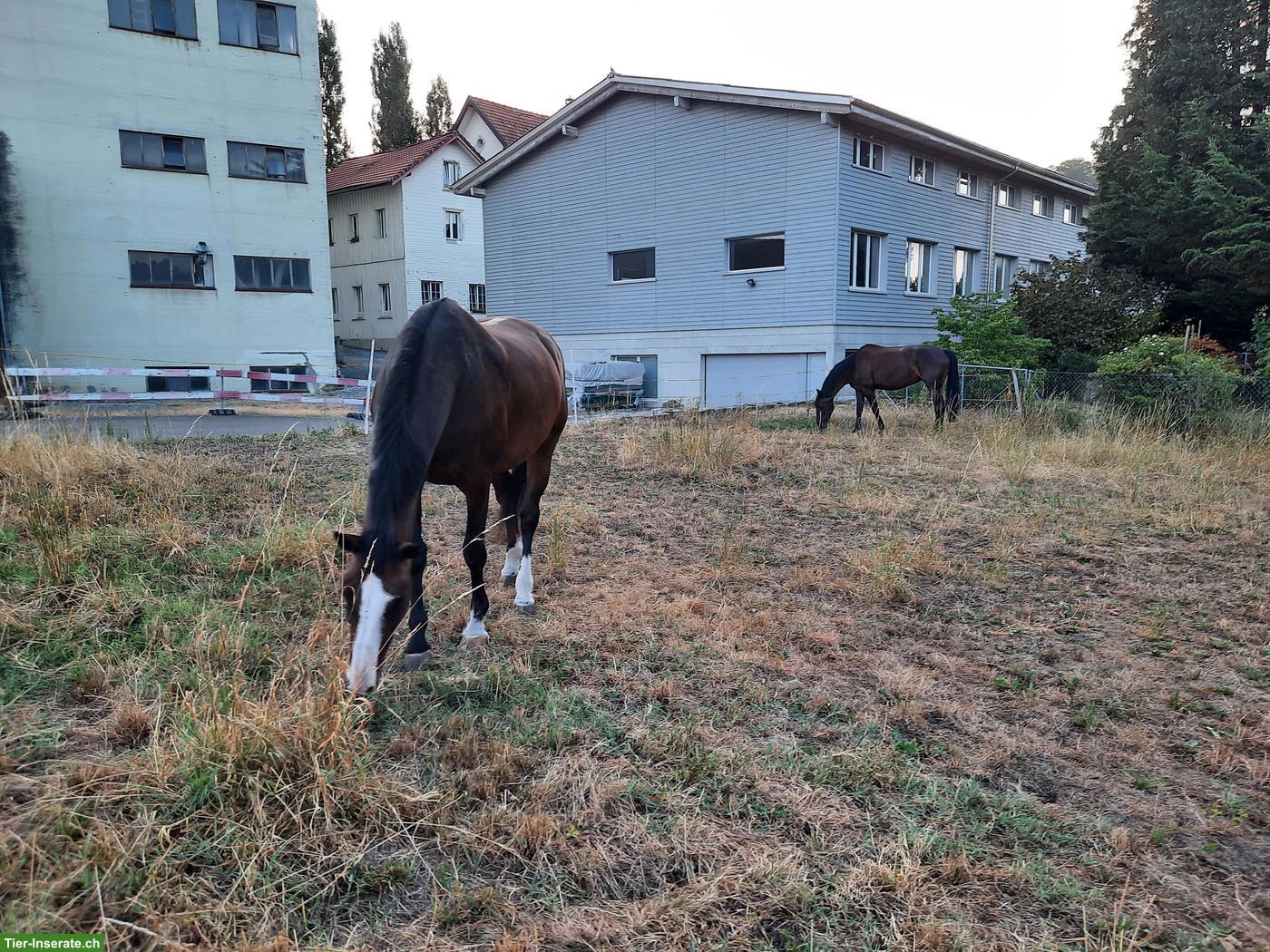Bild 2: Pflegebeteiligung und Spazierbeteiligung in Kradolf TG