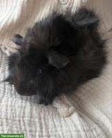 Süsses Meerschweinchen Blacky (m, kastriert) sucht Zuhause
