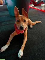 Podenco / Pharaonen x Basenji Mischlingshündin