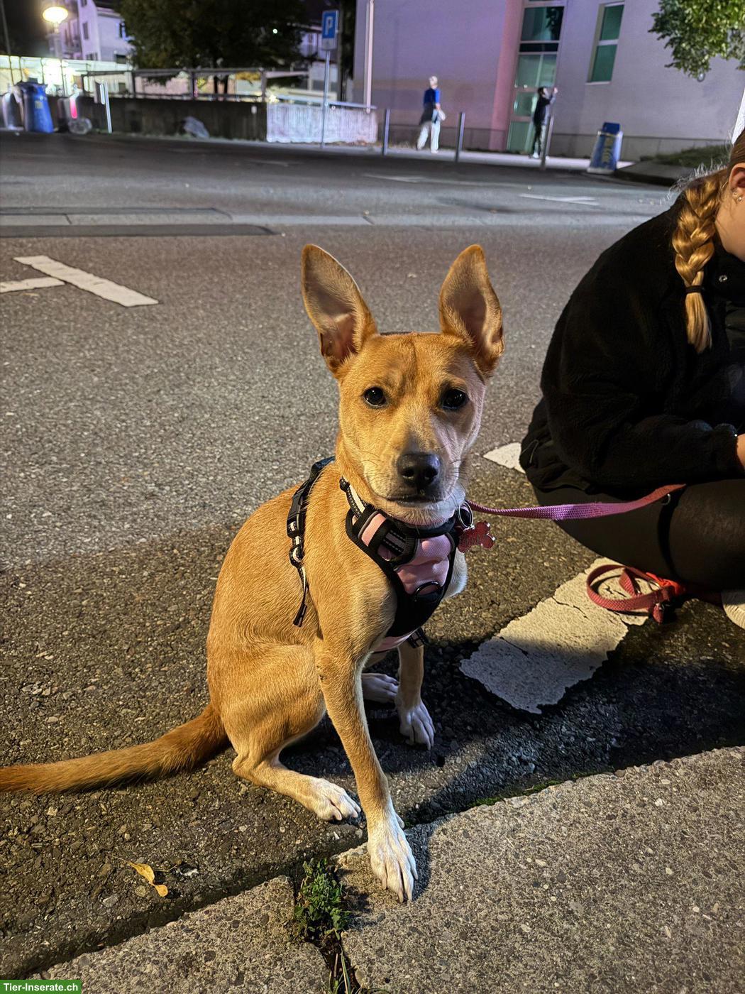 Bild 2: Podenco / Pharaonen x Basenji Mischlingshündin