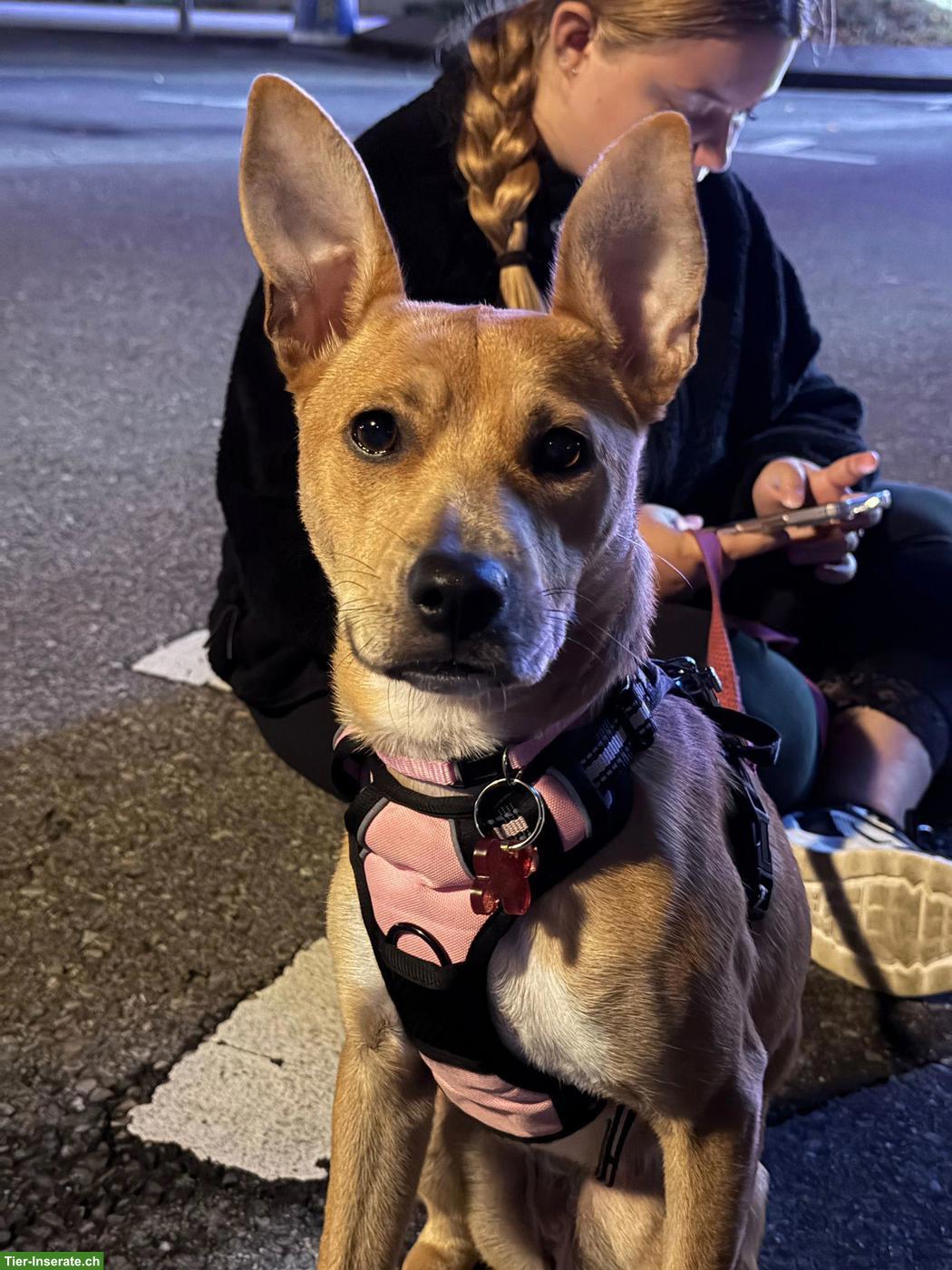 Bild 3: Podenco / Pharaonen x Basenji Mischlingshündin