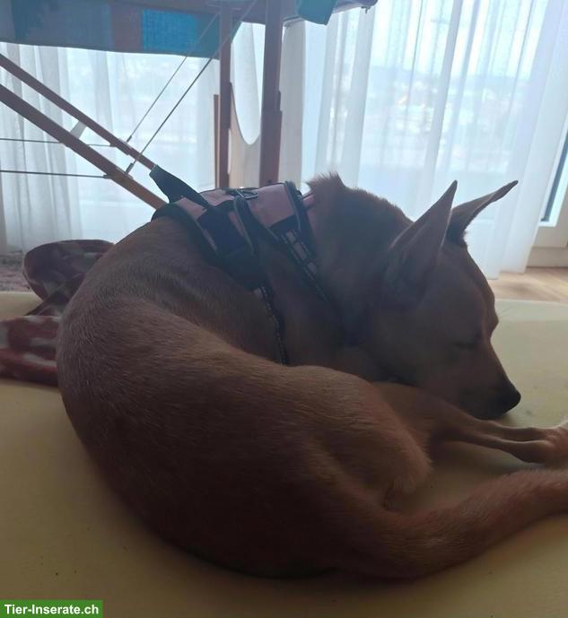 Bild 4: Podenco / Pharaonen x Basenji Mischlingshündin