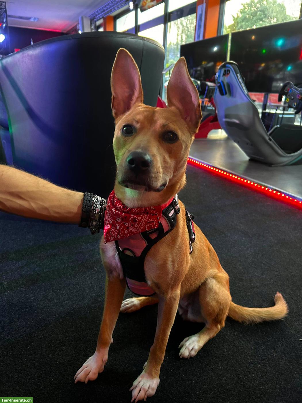 Bild 5: Podenco / Pharaonen x Basenji Mischlingshündin