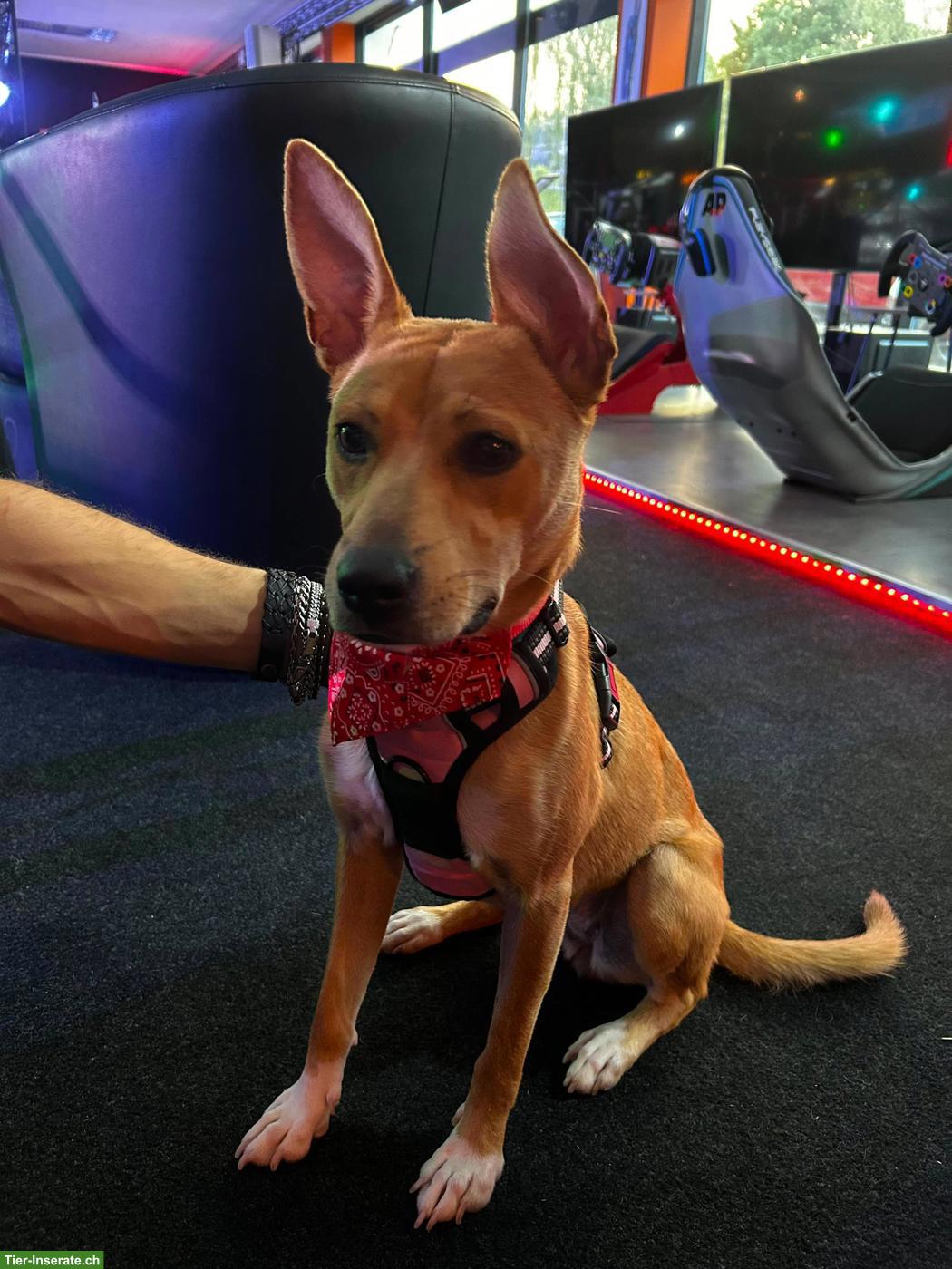 Bild 6: Podenco / Pharaonen x Basenji Mischlingshündin