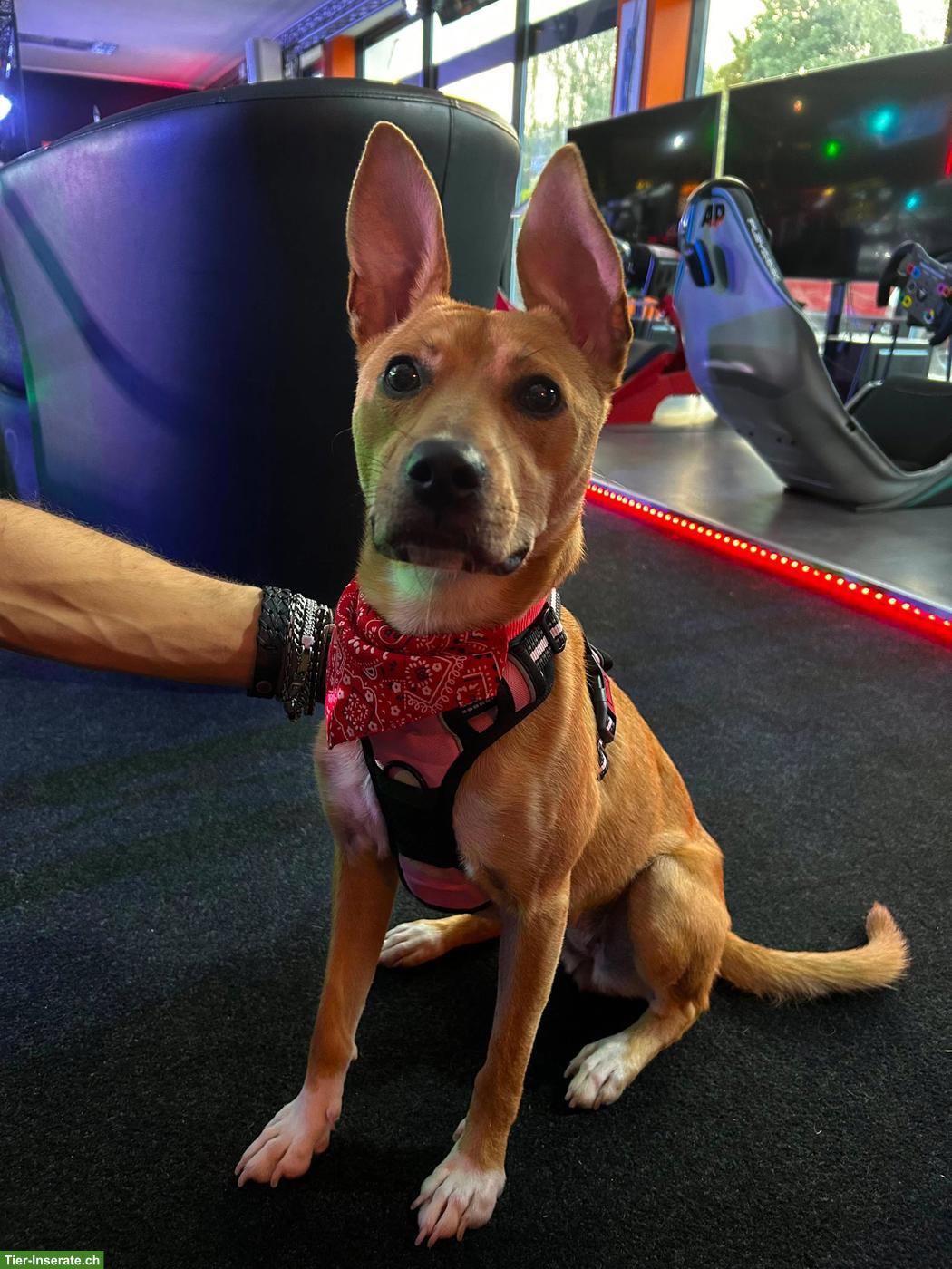 Bild 7: Podenco / Pharaonen x Basenji Mischlingshündin