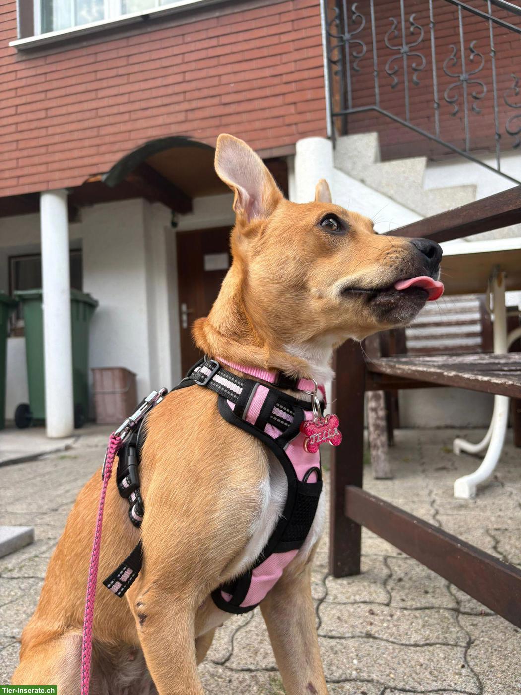 Bild 8: Podenco / Pharaonen x Basenji Mischlingshündin