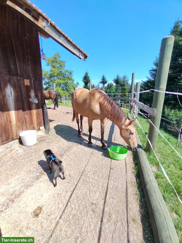 Reitbeteiligung Western Freizeitpferde in Waldkirch SG