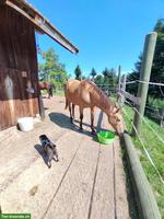 Reitbeteiligung Western Freizeitpferde in Waldkirch SG