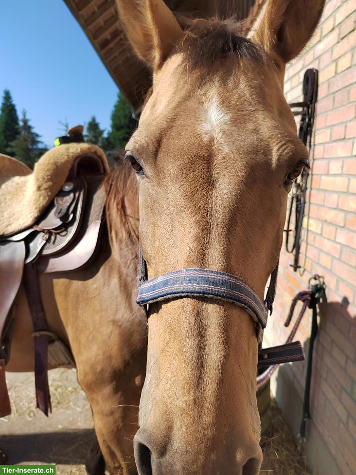 Bild 3: Reitbeteiligung Western Freizeitpferde in Waldkirch SG
