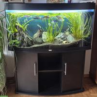260L Juwel Vision Aquarium mit Malawi-Buntbarschen