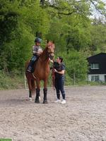 Ausritt Reitbeteiligung in Kradolf LU
