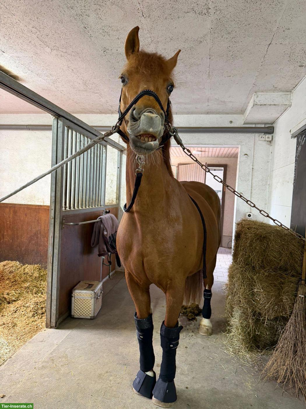 Bild 2: Ausritt Reitbeteiligung in Kradolf LU