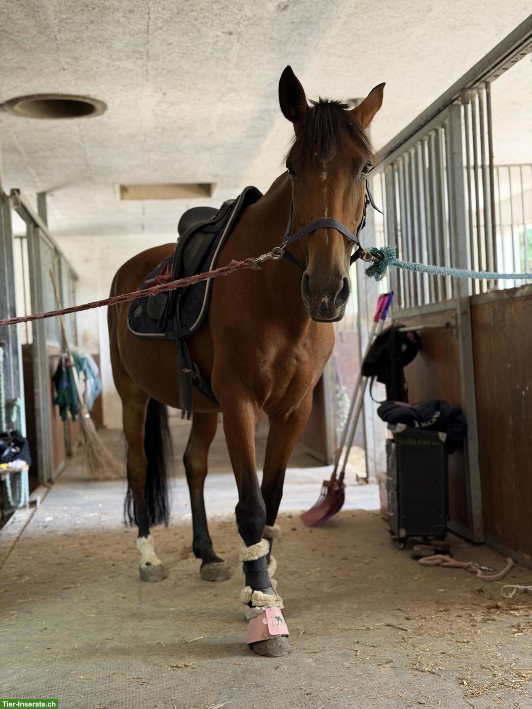 Bild 3: Ausritt Reitbeteiligung in Kradolf LU