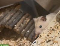 Junges Goldhamster Männchen, Käfig optional erhältlich