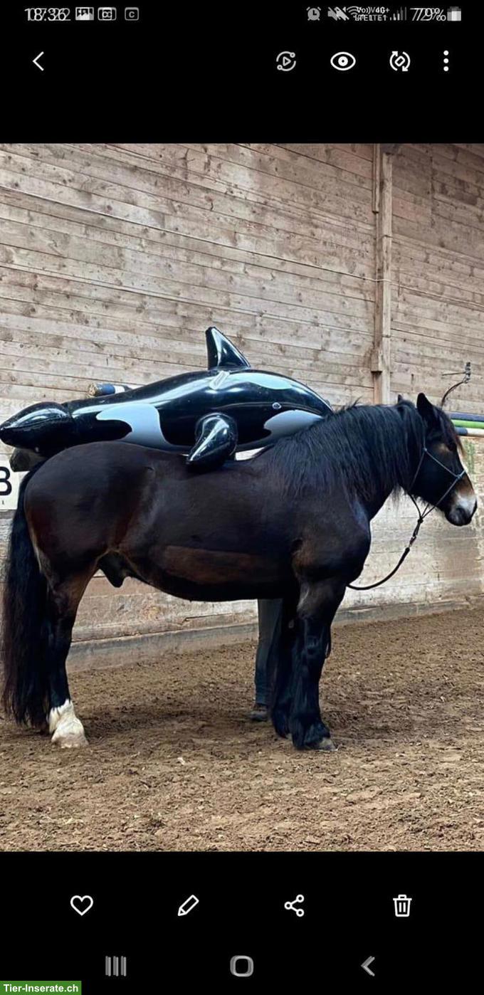 Bild 2: Tolle Reitbeteiligung für lieben Noriker Wallach in Rothenburg LU