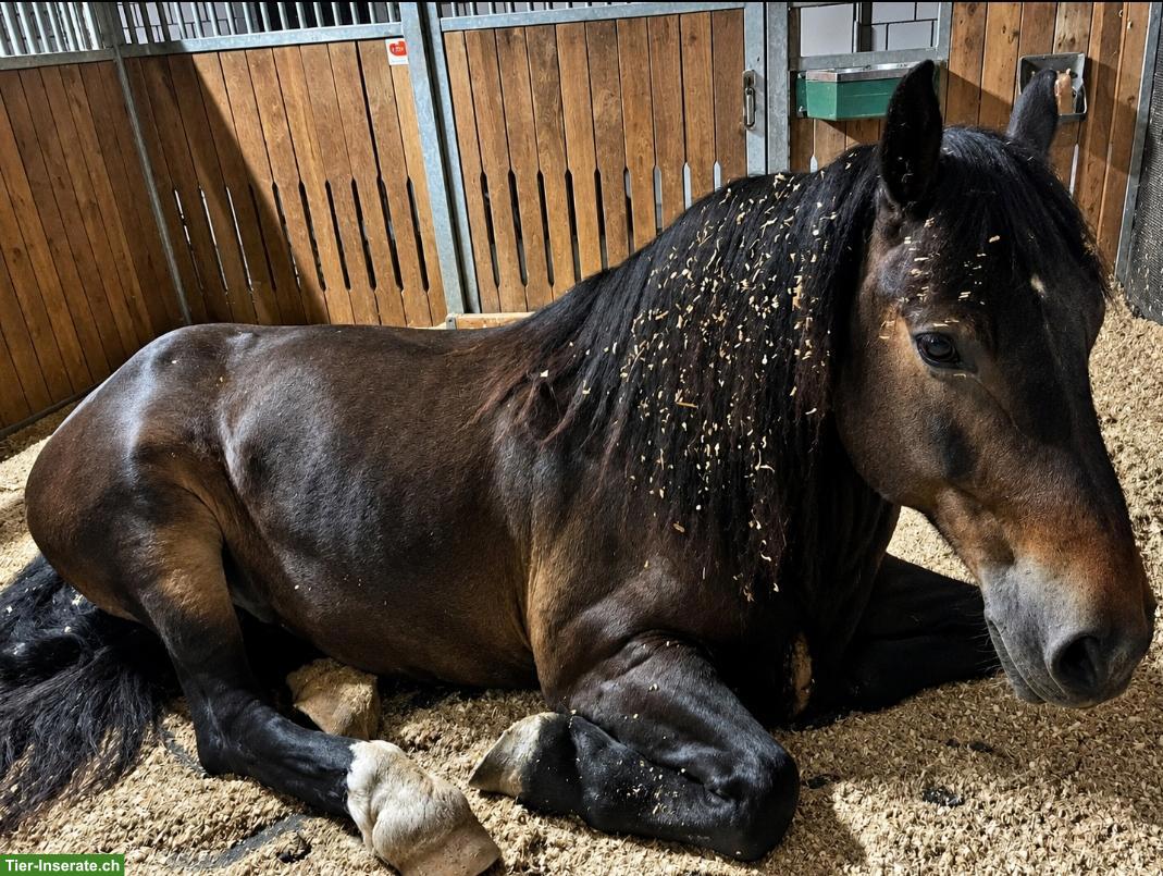 Bild 3: Tolle Reitbeteiligung für lieben Noriker Wallach in Rothenburg LU