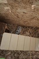 Dsungarische Zwerghamster abzugeben