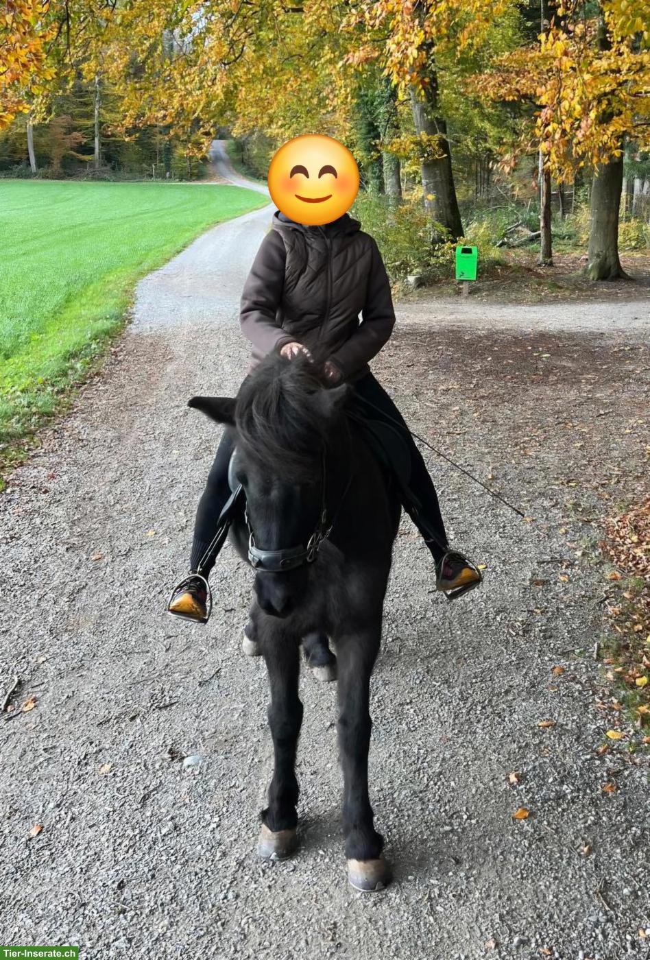 Bild 3: Hübsche und verlässliche Isländerstute sucht neuen Wirkungskreis