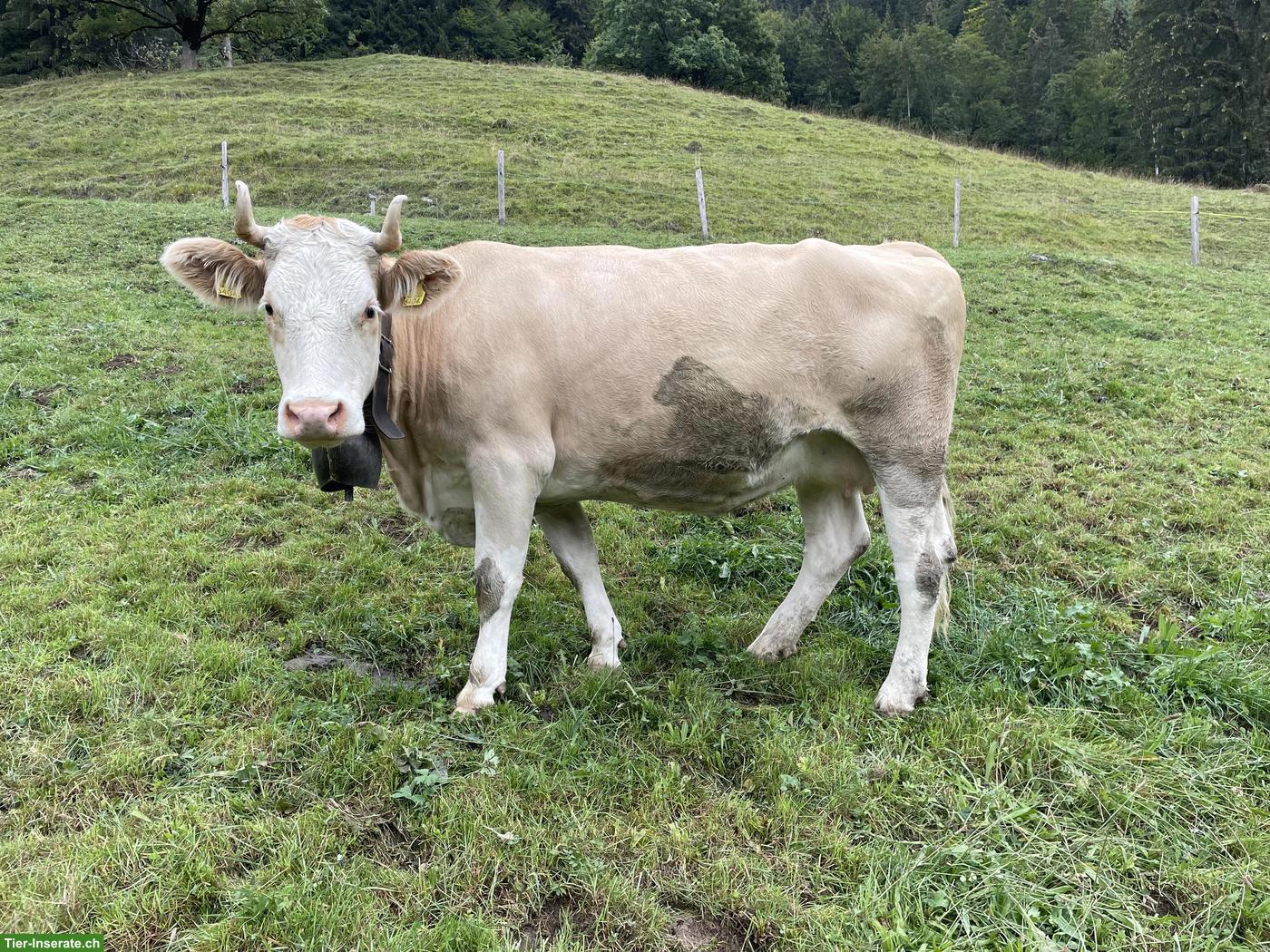 2-3 Simmentaler Kühe zu verkaufen