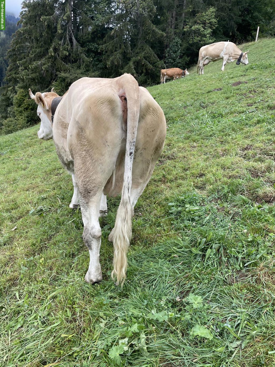 Bild 2: 2-3 Simmentaler Kühe zu verkaufen