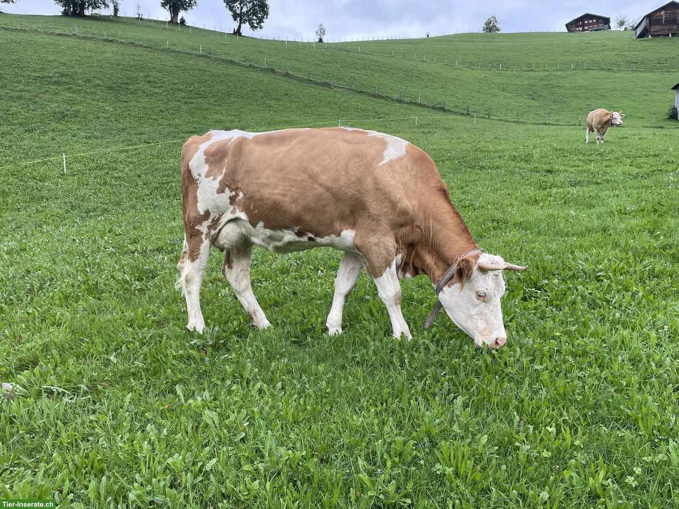 Bild 3: 2-3 Simmentaler Kühe zu verkaufen