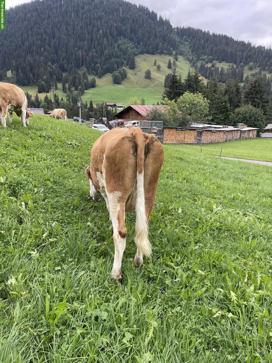 Bild 4: 2-3 Simmentaler Kühe zu verkaufen