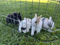 Zwergkaninchen Baby suchen neues Zuhause