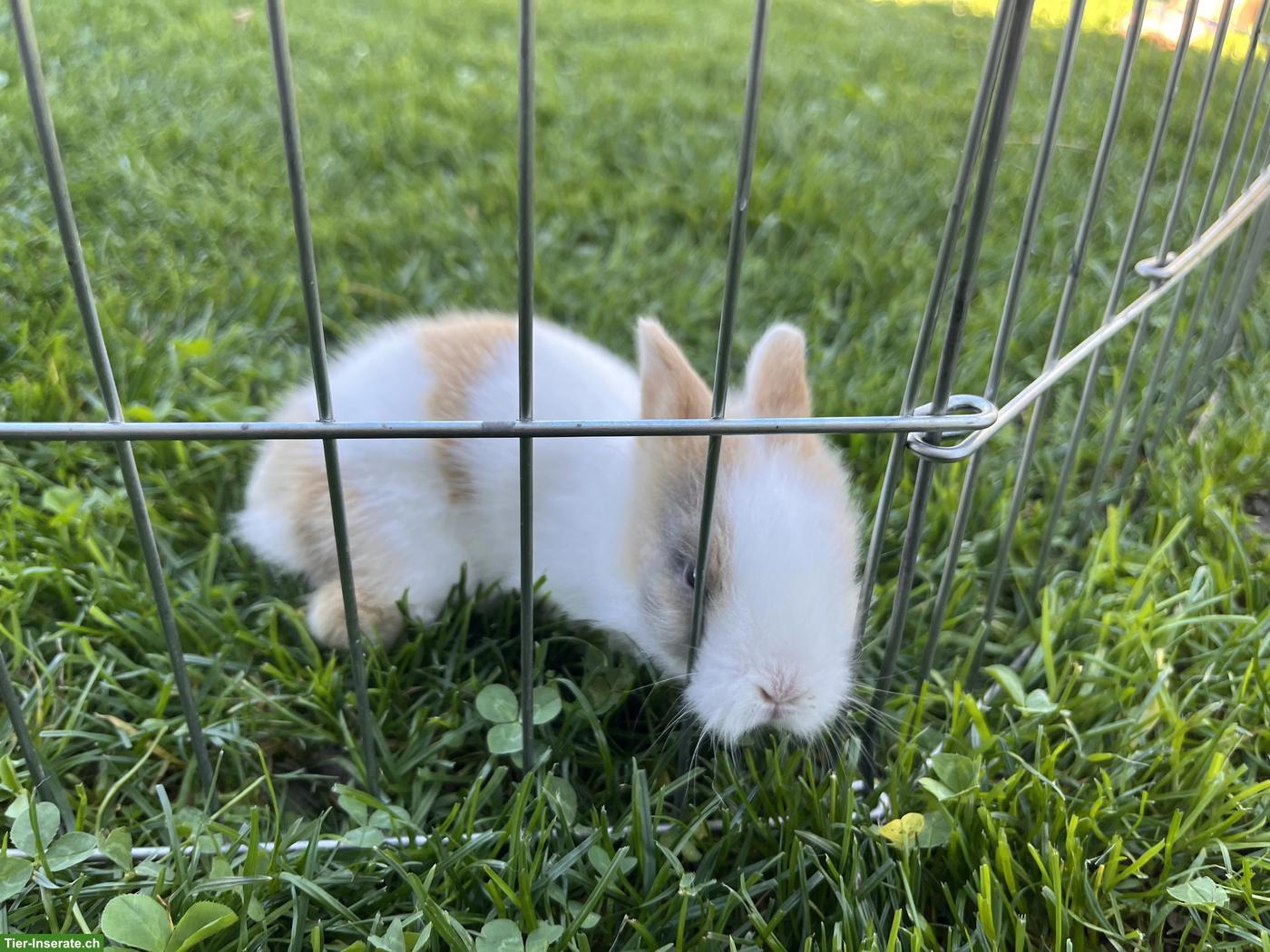 Bild 3: Zwergkaninchen Baby suchen neues Zuhause