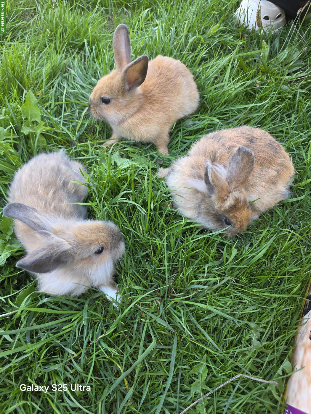 3 junge Löwenköpfchen zu verkaufen