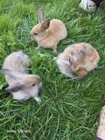 3 junge Löwenköpfchen zu verkaufen