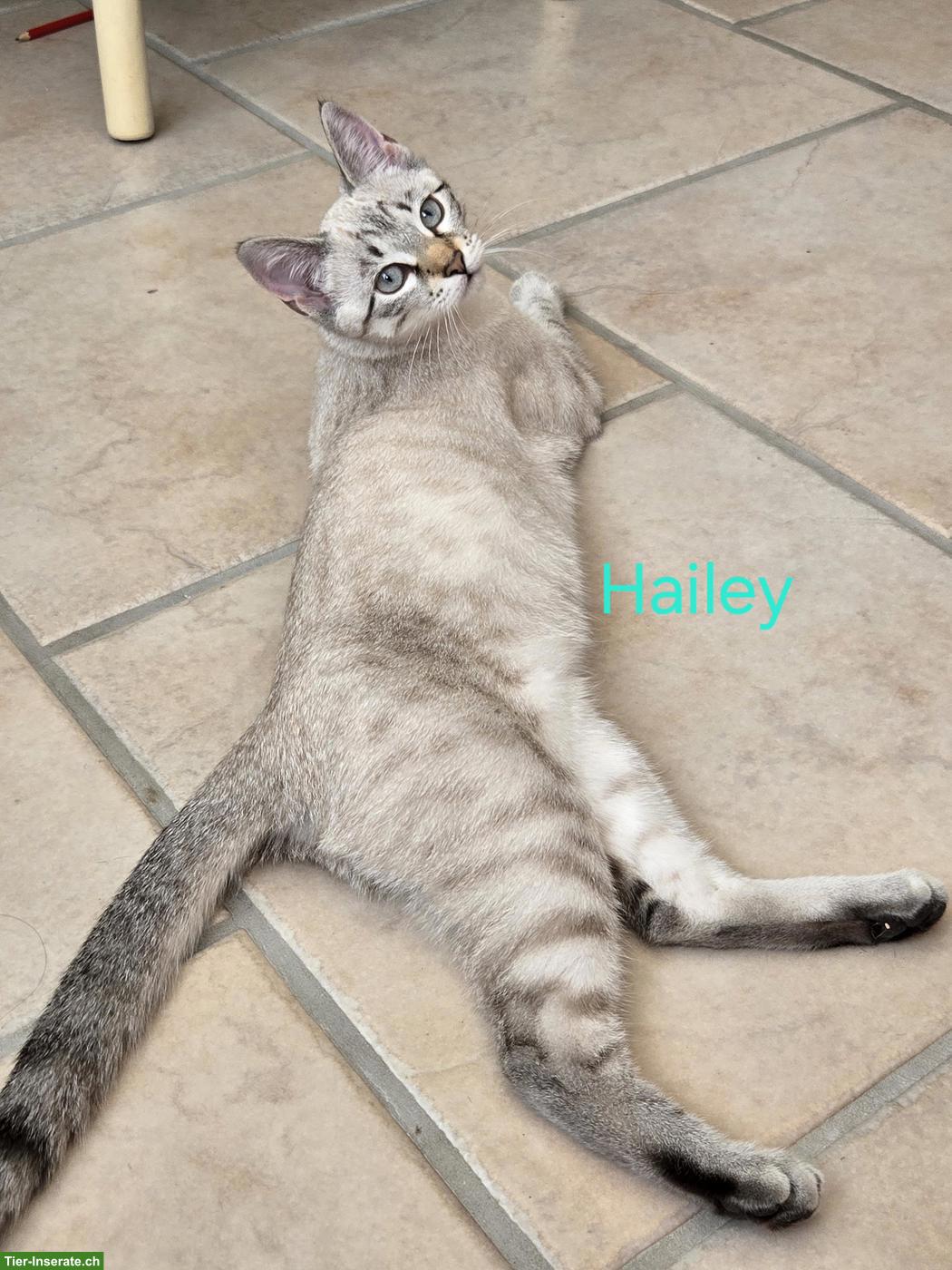 Bengal Mix Kitten Seal Lynx Point