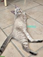 Bengal Mix Kitten Seal Lynx Point