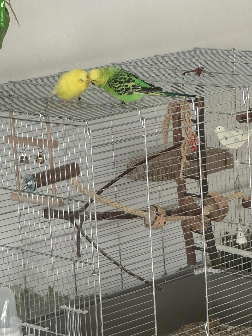 2 Wellensittiche mit Käfig & Zubehör zu verkaufen