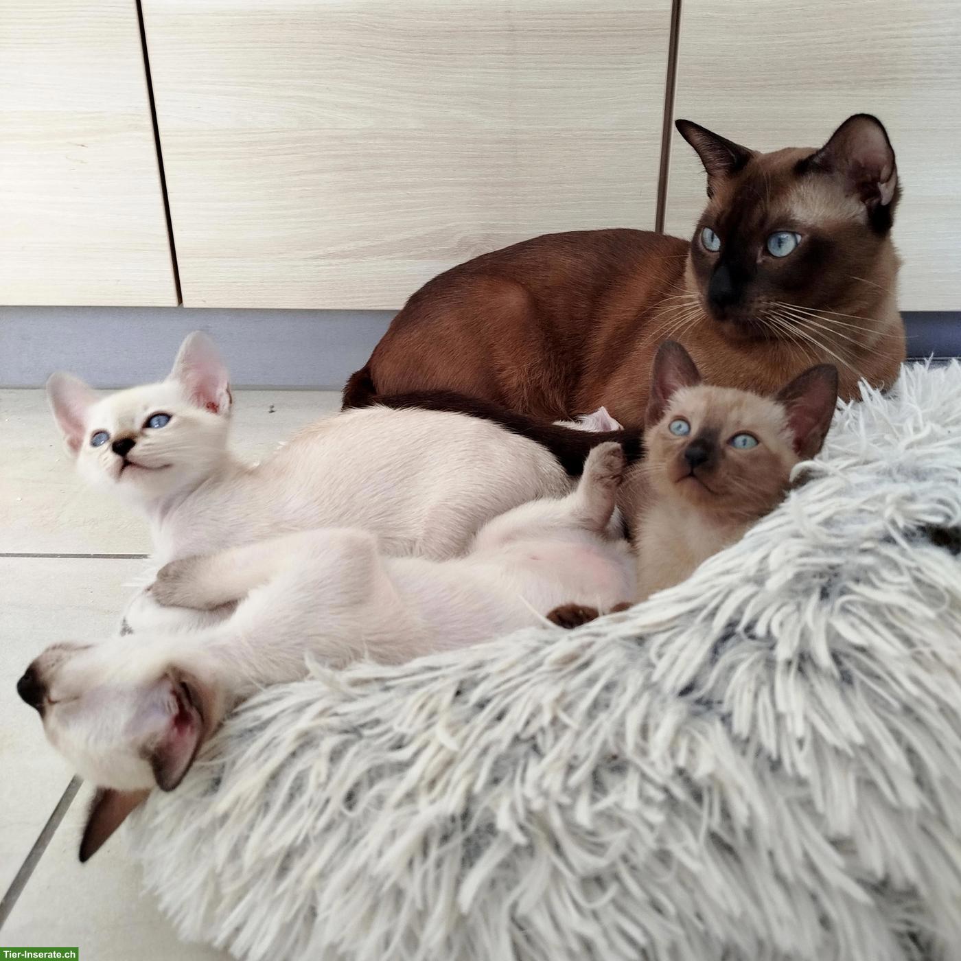 Tonkanese Kater: Vater-Sohn-Gespann
