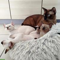 Tonkanese Kater: Vater-Sohn-Gespann