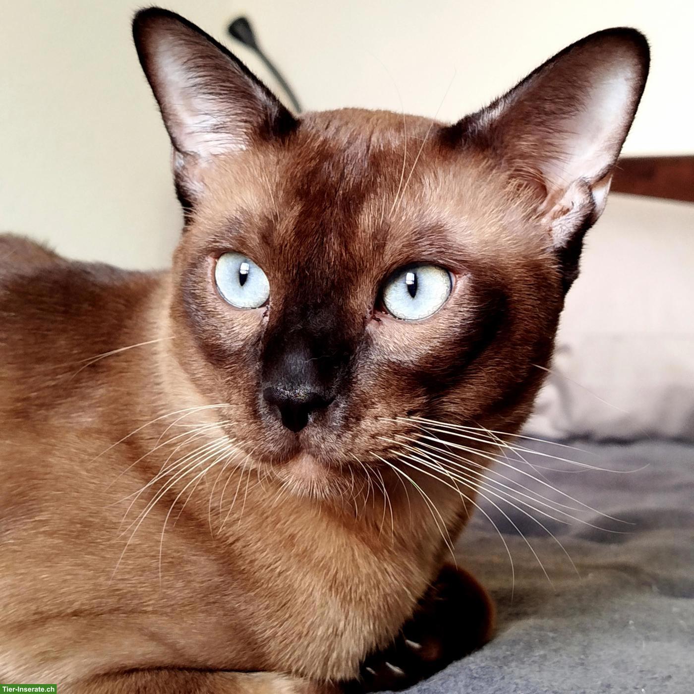 Bild 3: Tonkanese Kater: Vater-Sohn-Gespann