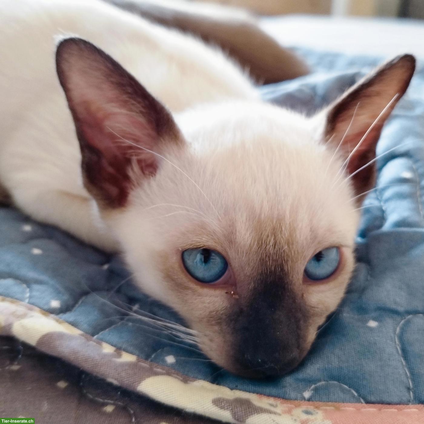 Bild 4: Tonkanese Kater: Vater-Sohn-Gespann