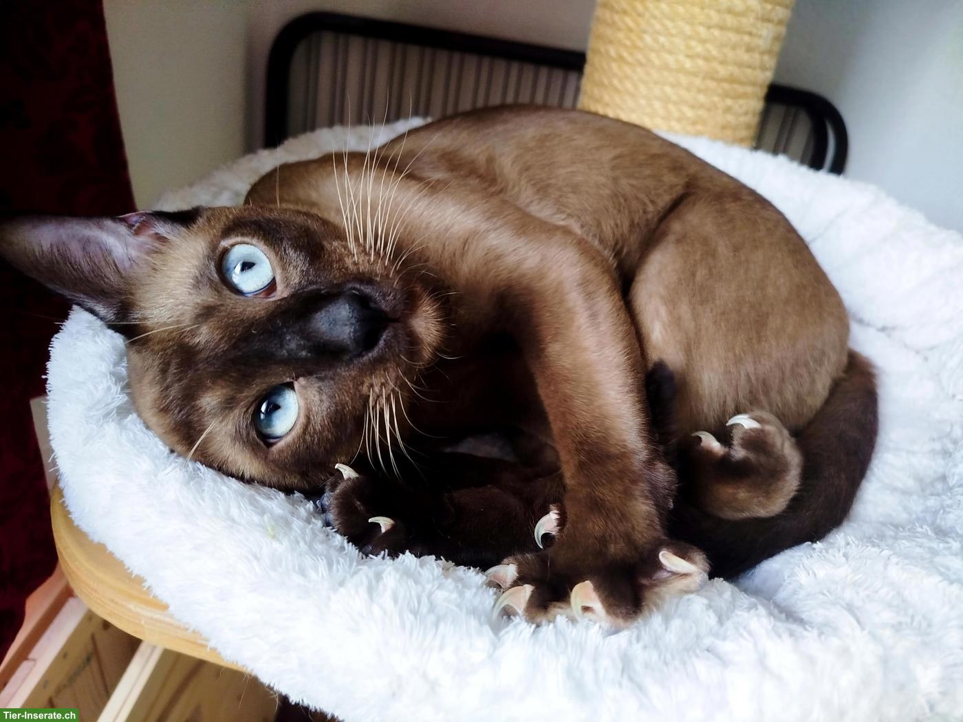 Bild 5: Tonkanese Kater: Vater-Sohn-Gespann