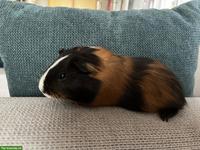 Junges Meerschweinchen Weibchen zu verkaufen