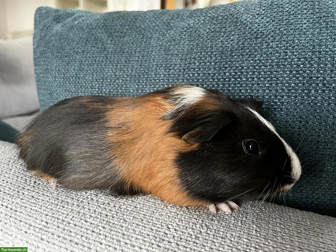 Bild 2: Junges Meerschweinchen Weibchen zu verkaufen